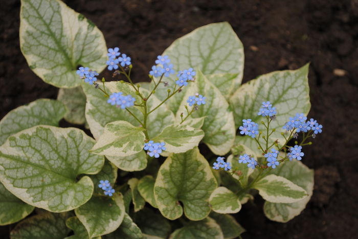 Brunnera macrophylla Kings Ransom