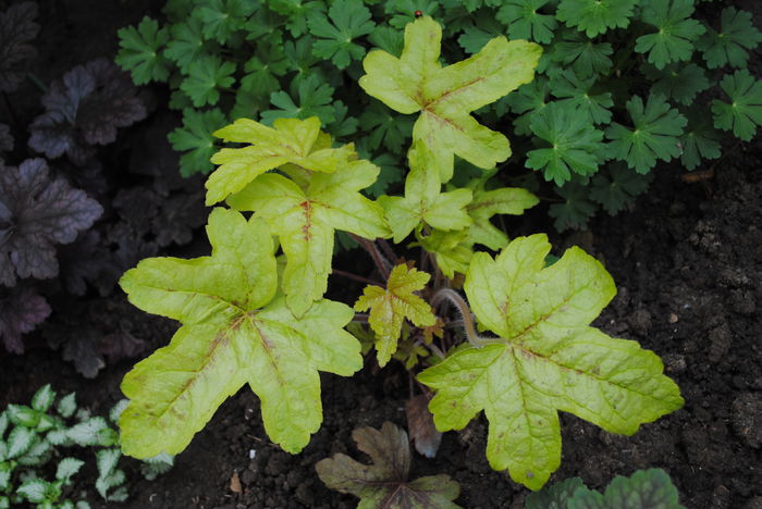 heucherella_Alabama_Sunrise