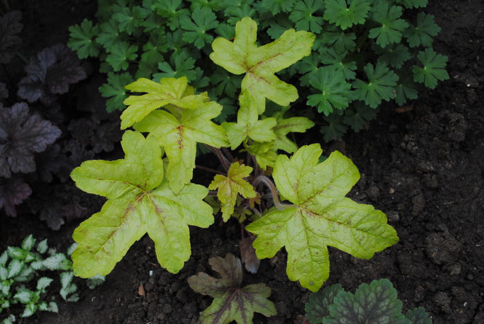 heucherella_Alabama_Sunrise