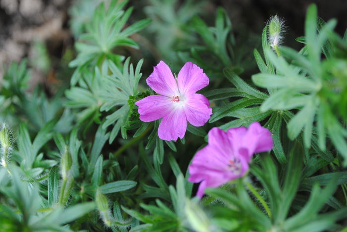 geranium sanguineum Rosa