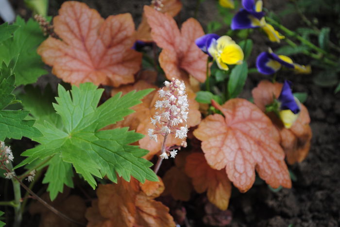 heucherella redstone falls