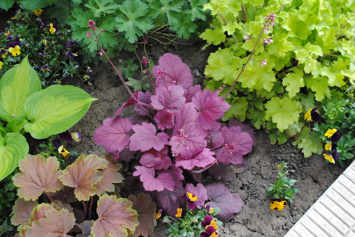 heuchera Georgia_Plum