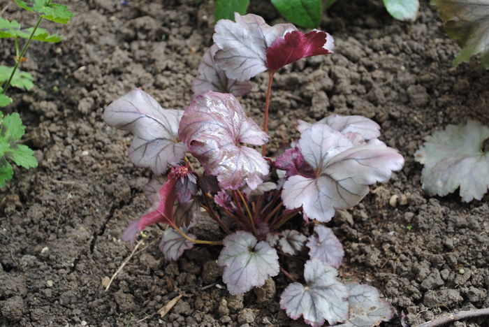 Heuchera Plum Royale, primul an