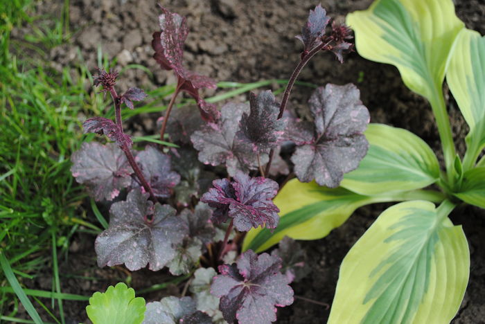 Heuchera ’Midnight Rose’