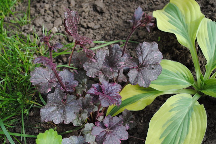 Heuchera ’Midnight Rose’,primul an