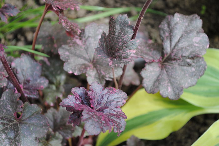 Heuchera ’Midnight Rose’