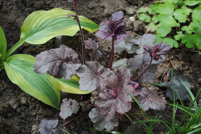 Heuchera ’Midnight Rose’