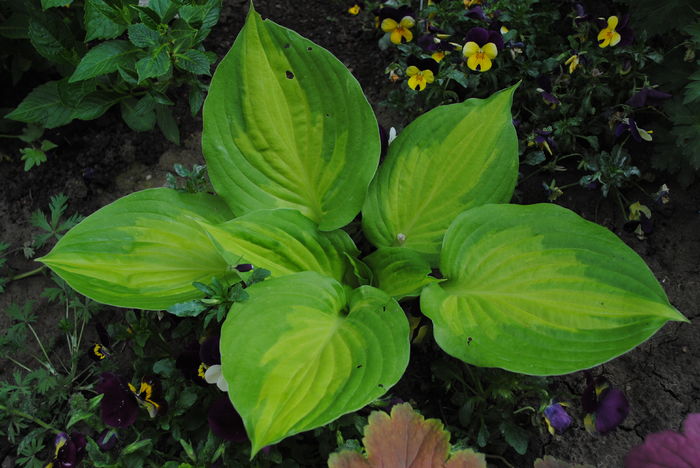 hosta "dance with me"
