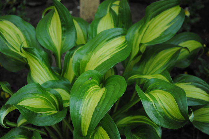 hosta "Geisha"