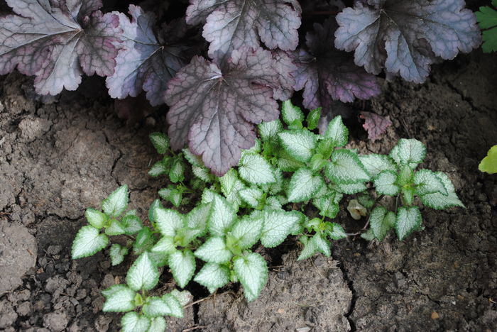 Lamium maculatum Beacon Silver