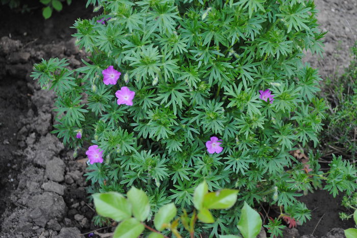 geranium sanguineum Rosa