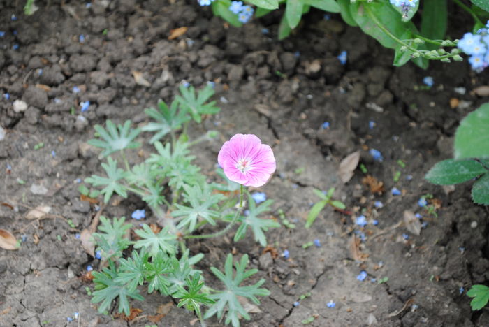 Geranium sanguineum Elke,prima floare