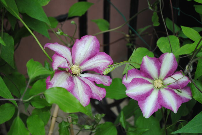 clematis Betty Risdon, prima inflorita :))