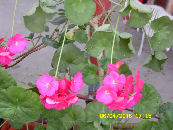 SAM_0639 - aprilie2016