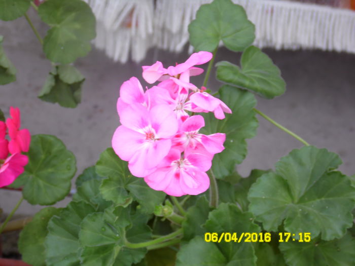 SAM_0640 - aprilie2016