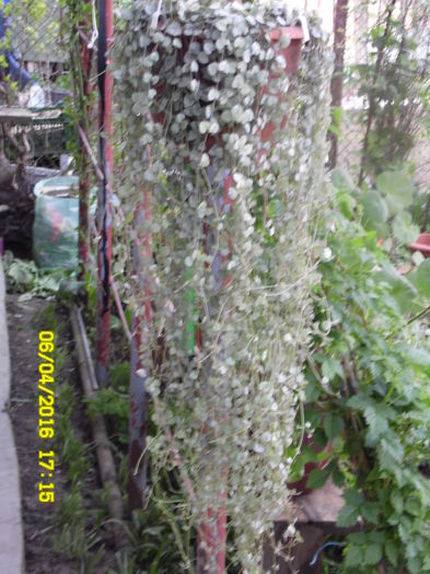 Ceropegia sau lantul inimii - aprilie2016