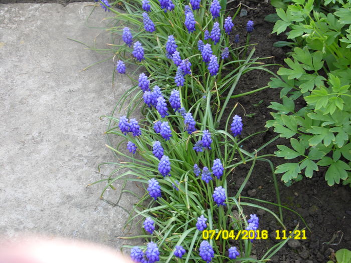 muscari - aprilie2016