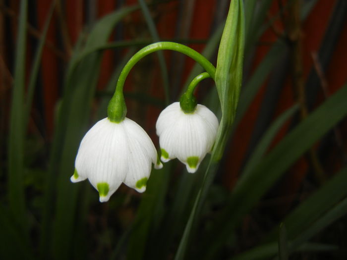 Leucojum aestivum (2016, April 09)