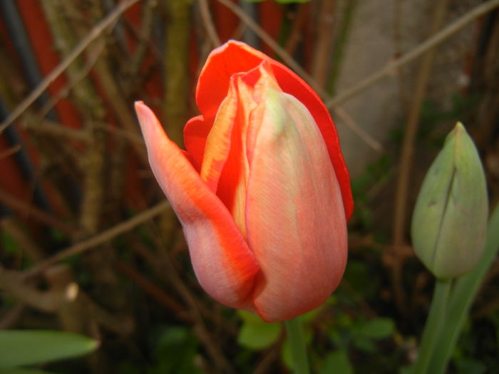 Tulipa Orange Bouquet (2016, April 09) - Tulipa Orange Bouquet