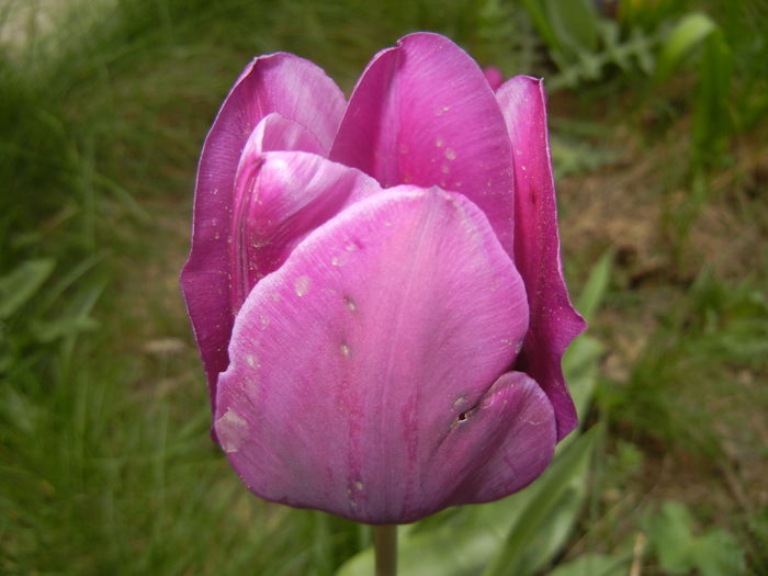 Tulipa Purple Flag (2016, April 09) - Tulipa Purple Flag