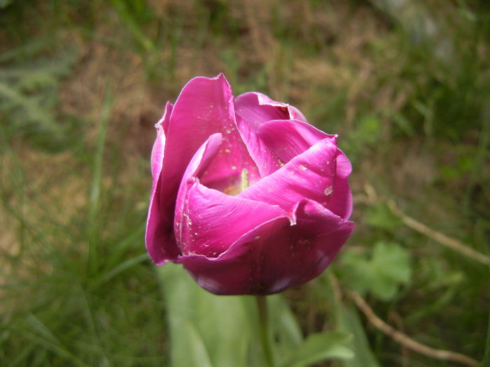 Tulipa Purple Flag (2016, April 09)