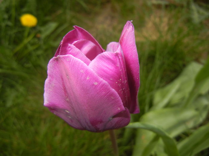 Tulipa Purple Flag (2016, April 09) - Tulipa Purple Flag