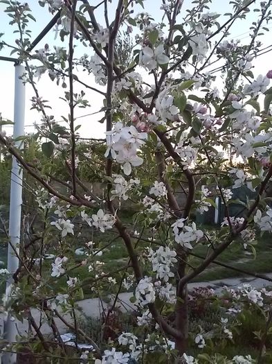 20160416_200035[1] - Primavara 2016-Vara 2016