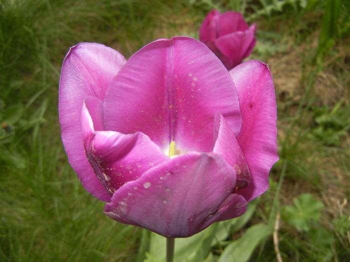 Tulipa Purple Flag (2016, April 10)