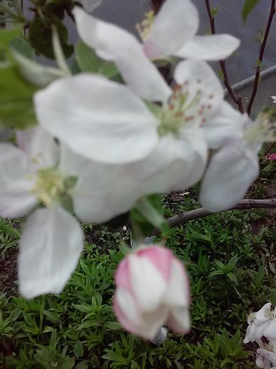 20160415_161611[1] - Primavara 2016-Vara 2016