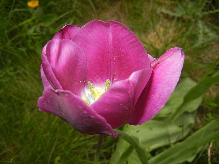 Tulipa Purple Flag (2016, April 10) - Tulipa Purple Flag