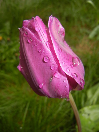 Tulipa Purple Flag (2016, April 11) - Tulipa Purple Flag