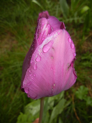 Tulipa Purple Flag (2016, April 11)