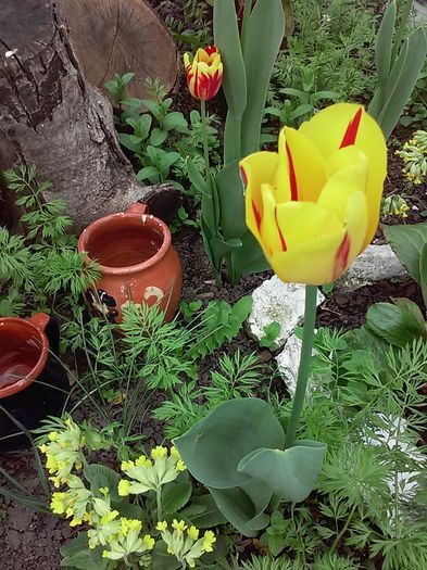 20160415_161554[1] - Primavara 2016-Vara 2016