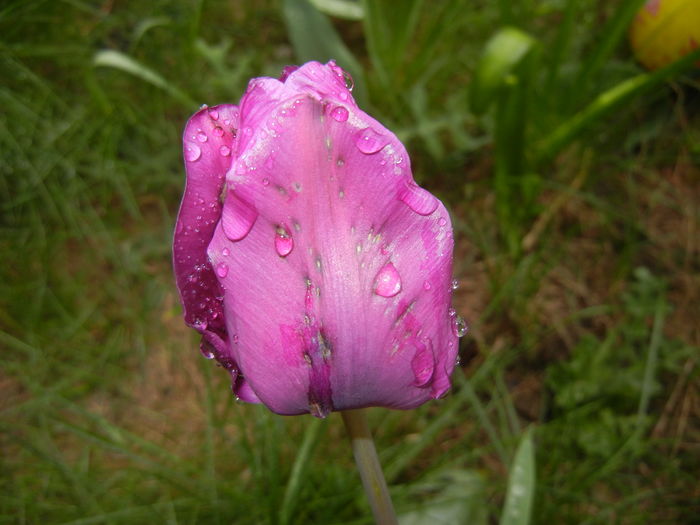 Tulipa Purple Flag (2016, April 11)