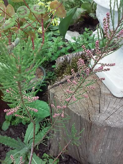 20160415_161719[1] - Primavara 2016-Vara 2016