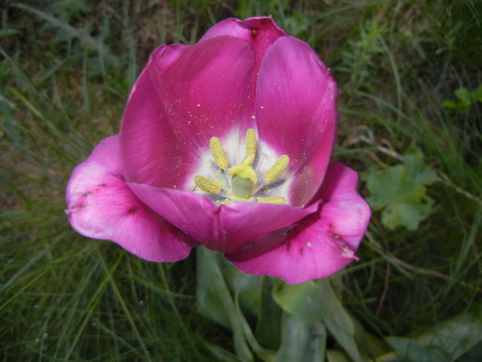 Tulipa Purple Flag (2016, April 13)