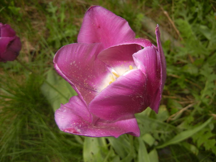 Tulipa Purple Flag (2016, April 14) - Tulipa Purple Flag