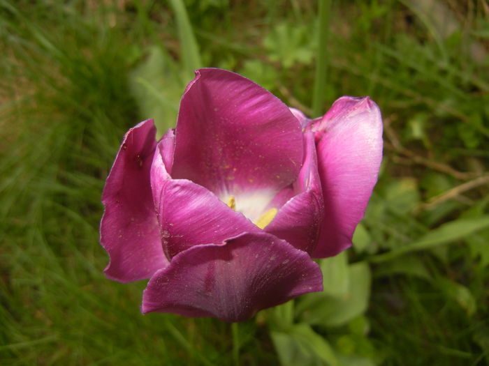 Tulipa Purple Flag (2016, April 14)