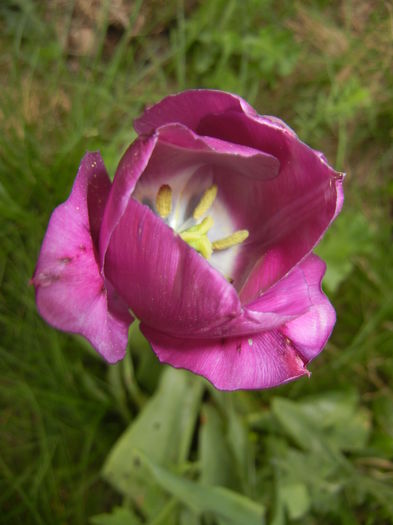 Tulipa Purple Flag (2016, April 14) - Tulipa Purple Flag