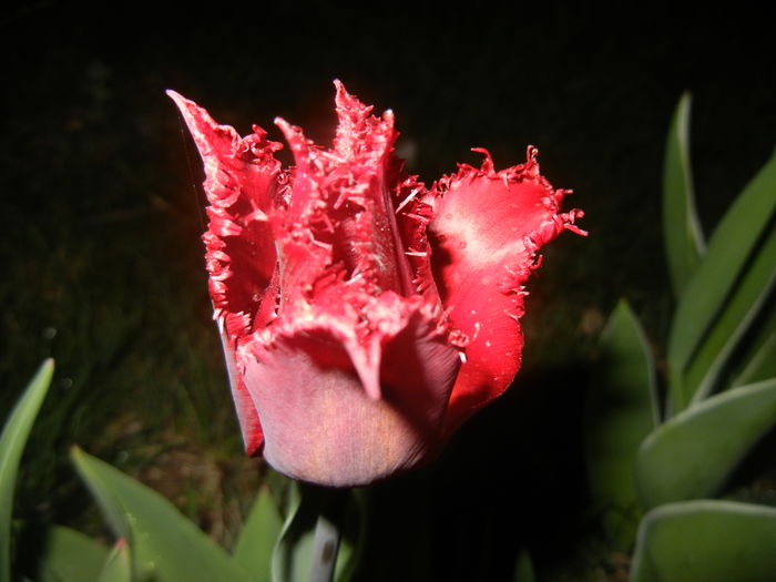 Tulipa Pacific Pearl (2016, April 09)