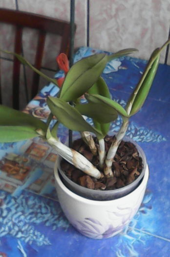 cattleya rosie - florile mele dragi