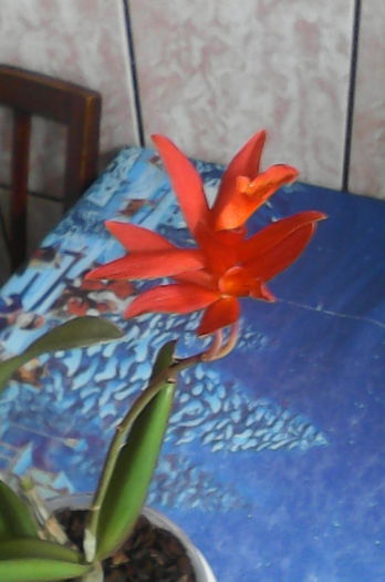 IMG_20160420_163308 - florile mele dragi