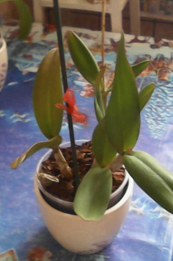 IMG_20160420_163338 - florile mele dragi