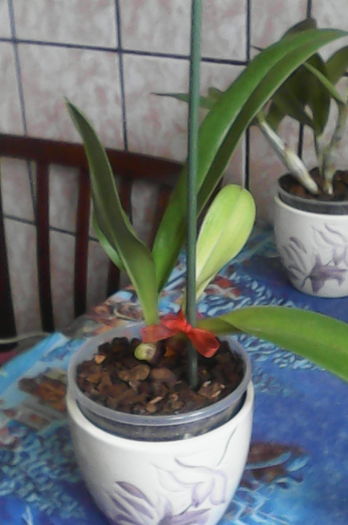 IMG_20160420_163506 - florile mele dragi