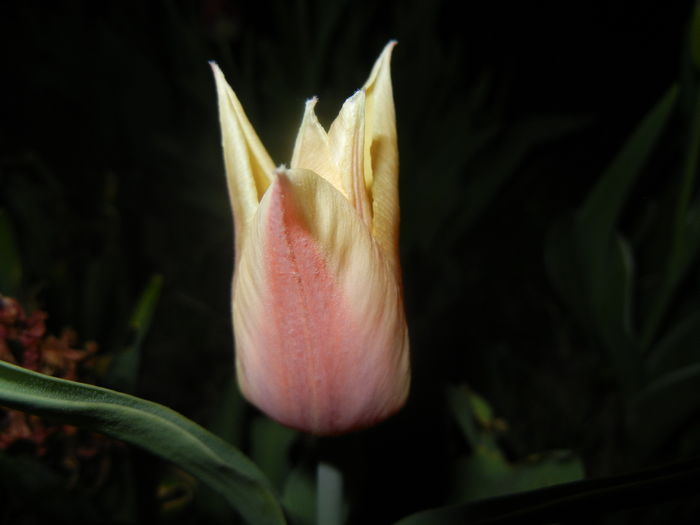 Tulipa Blushing Lady (2016, April 09)