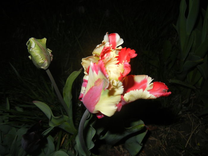 Tulipa Flaming Parrot (2016, April 09)