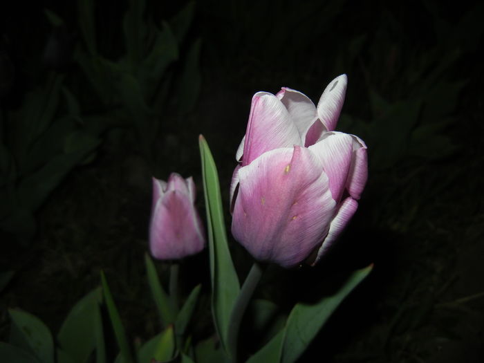 Tulipa Synaeda Blue (2016, April 09)