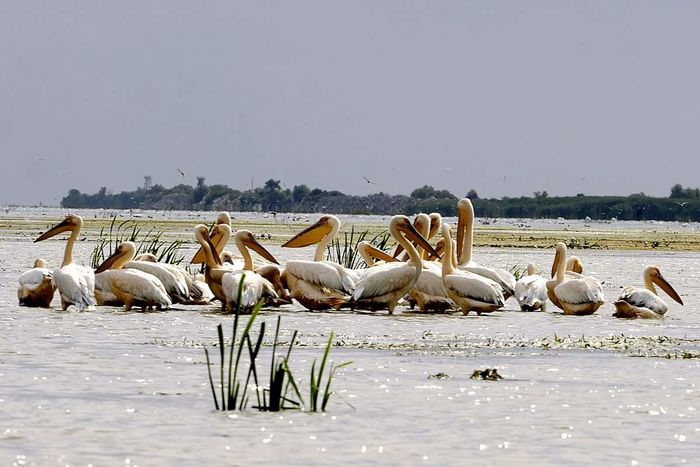 ROMANIA, DELTA DUNARII