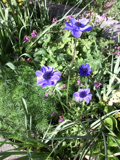 Anemone coronaria