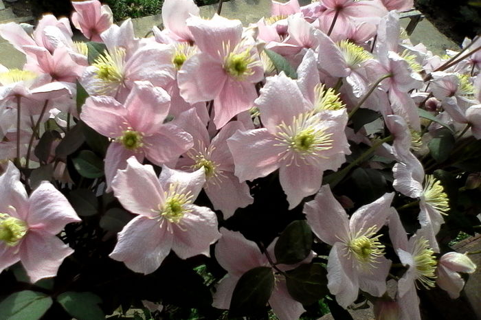 clematis montana mayleen - 5Clematite 2016